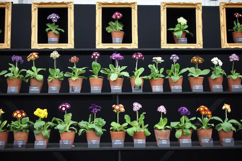 Chelsea Flower Show