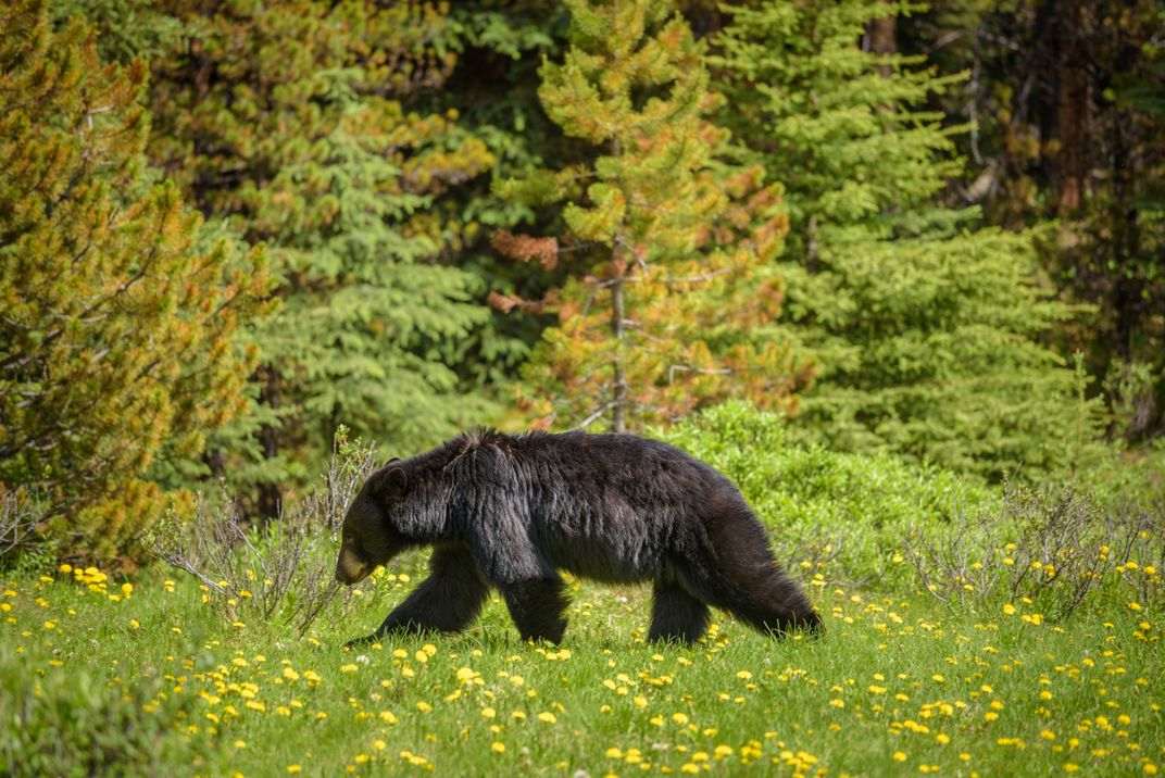 Black bear in the Canadian Rockies