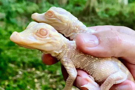 Only two of 18 eggs have hatched so far. Congrats to the gator parents, Snowflake and Blizzard!