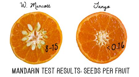 Testing the Tango at the University of California Citrus Breeding Program