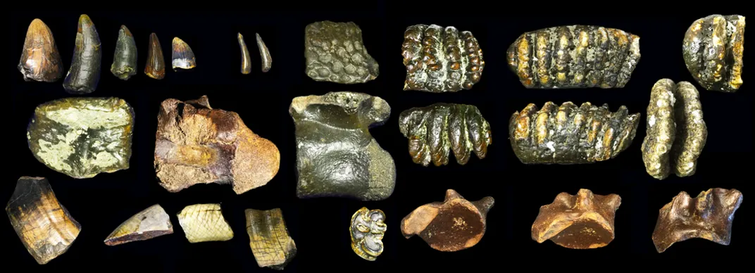 a collection of fossils