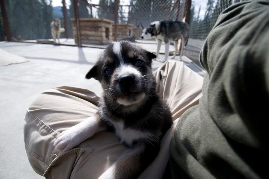 How Denali National Park's Sled Dogs Prepare for Winter