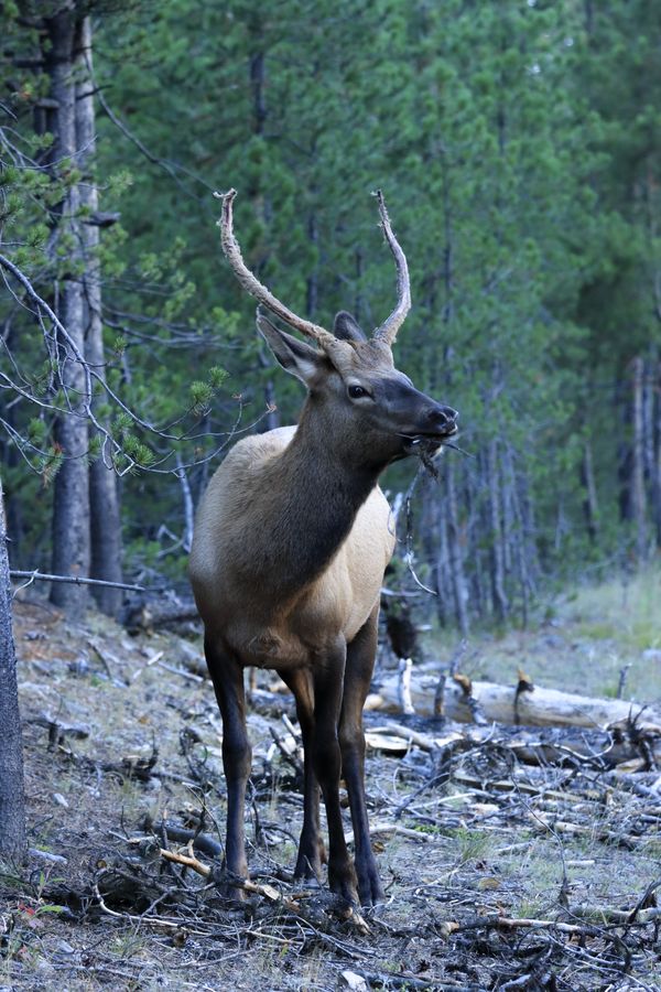 Grazing Elk while exploring YellowStone National Park thumbnail
