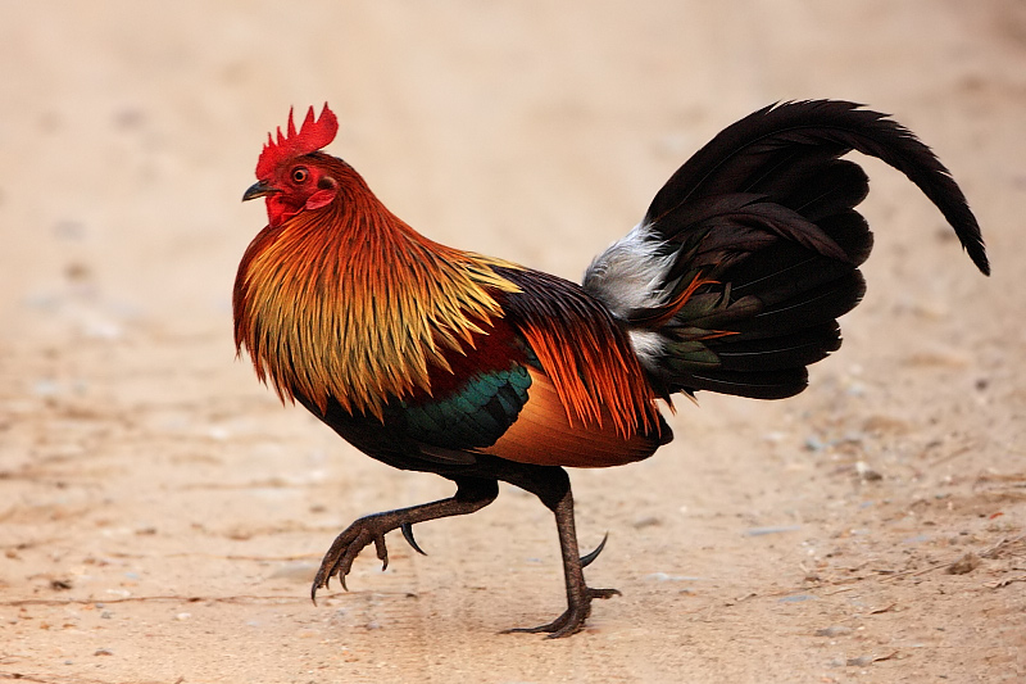 An image of a red jungle fowl at Jim Corbett National Park in India.