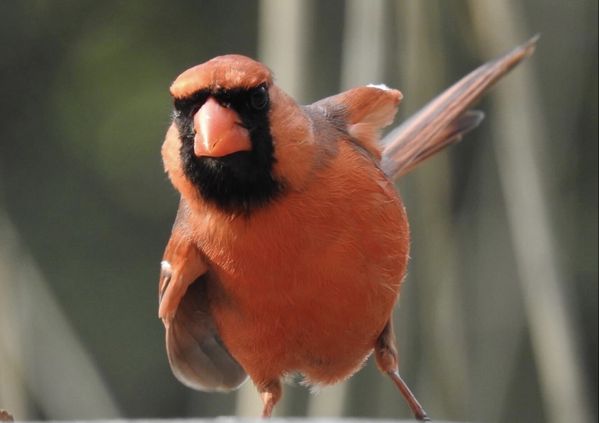 A Cardinal baseball pitcher. thumbnail