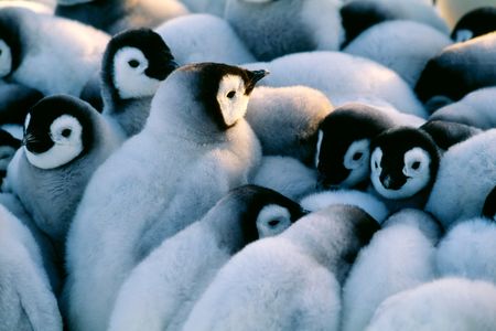 Emperor penguin chicks huddle for warmth. New research shows that huddling behavior, or aggregation, may vary across penguin colonies. 