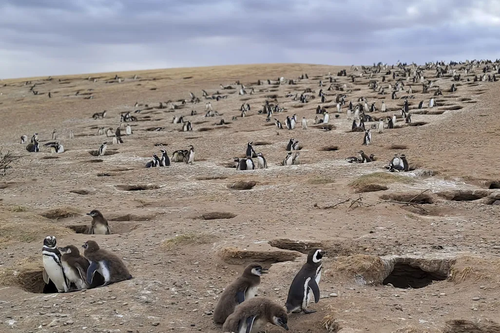 Penguin Colony