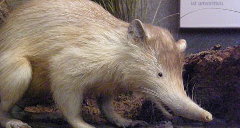 A stuffed solenodon in a museum