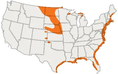Piping Plover Map