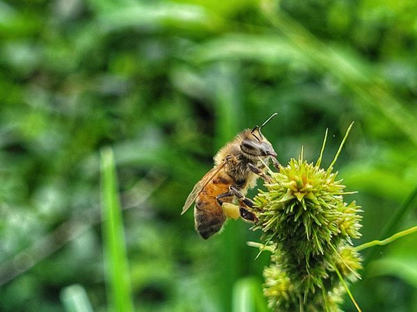 Honeybee Forager thumbnail