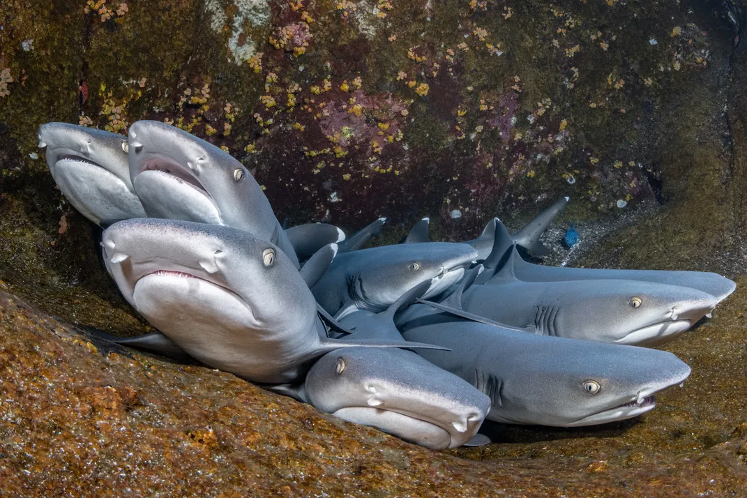 A group of whitetip reef sharks rests in a cave.