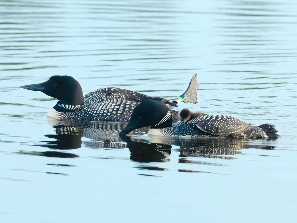 a pair of common loons, one carrying a chick on its back and the other with one leg sticking up, float in the water