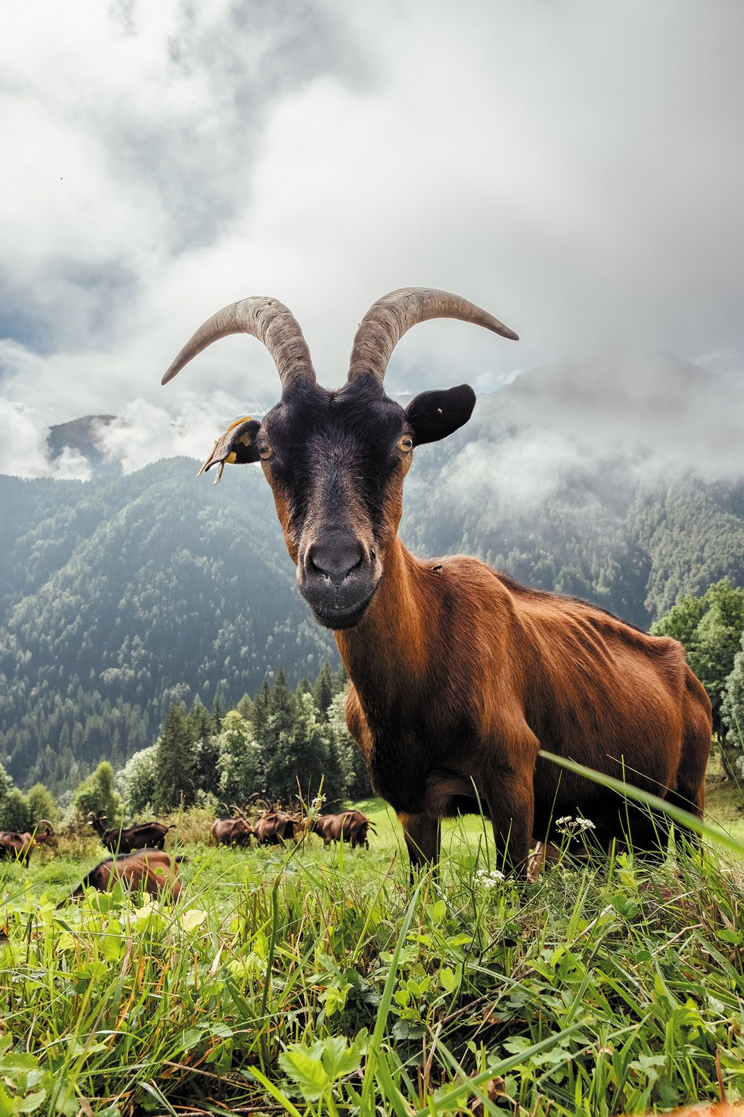 goat