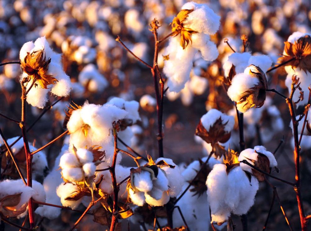 cottonplants.jpg