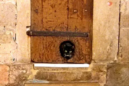 The cat door at the Exeter Cathedral in Devon County, England, is a strong contender for the oldest cat door on record.&nbsp;