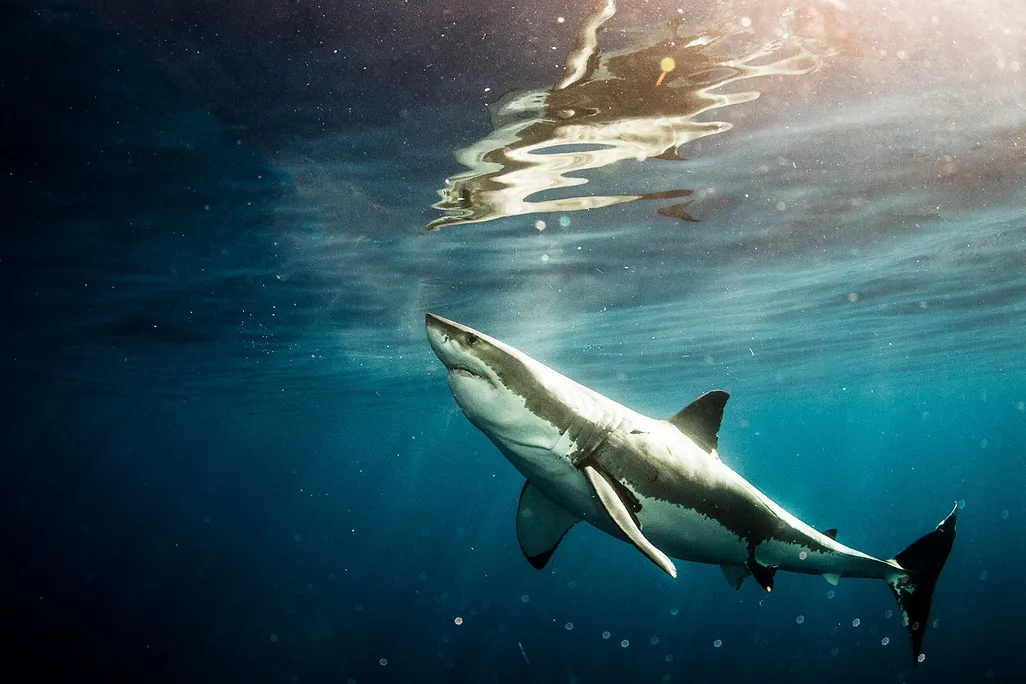 Great White Shark