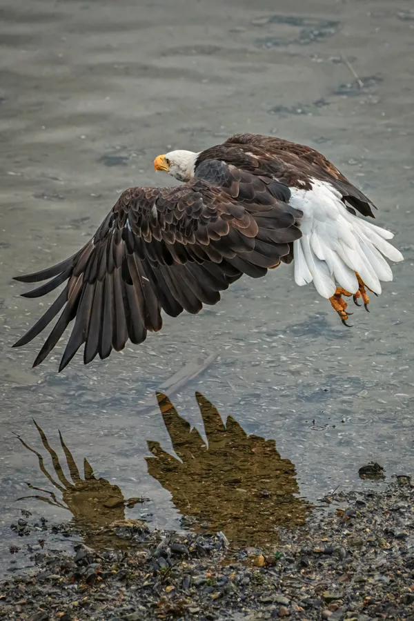 Bald Eagle looking for scraps in Juneau thumbnail