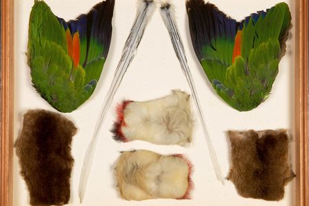 Mid-19th Century specimens collected in Latin America by Alfred Russel Wallace include parrot wings and marsupial pelts.