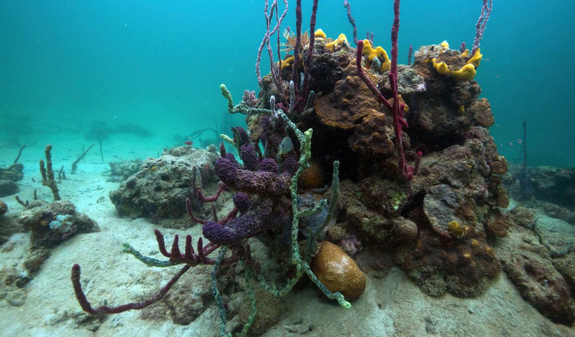 Smithsonian Tropical Research Institute Blog | Smithsonian Magazine