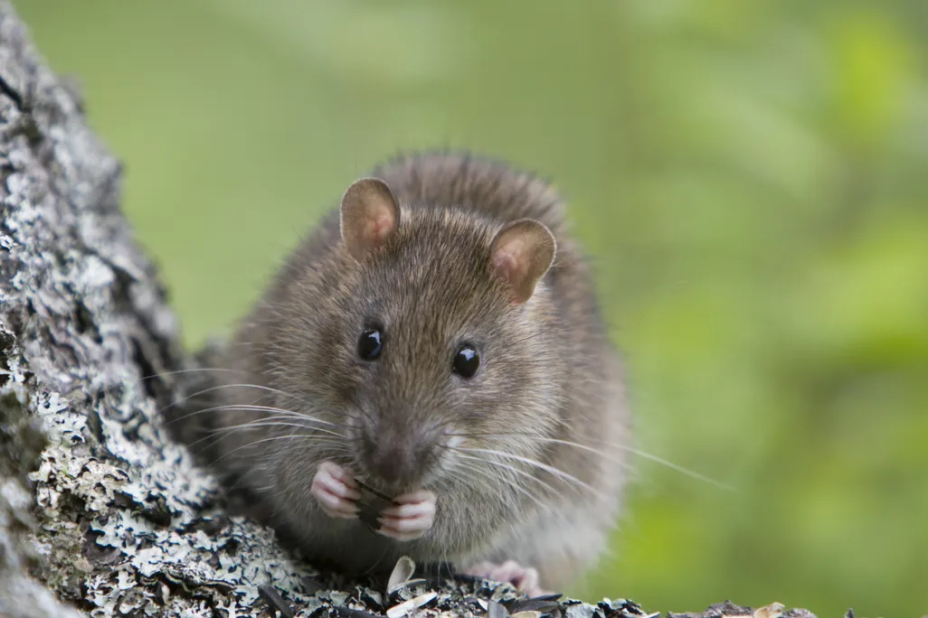 04_24_2014_rat.jpg