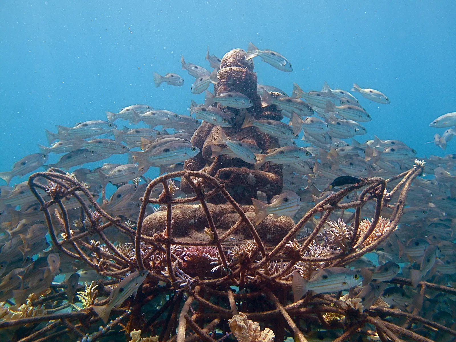 When releasing reef fish, using the right tool with the right technique  makes a difference