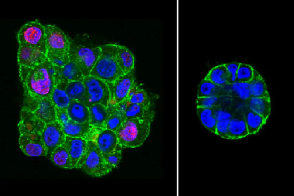 Fluorescence images