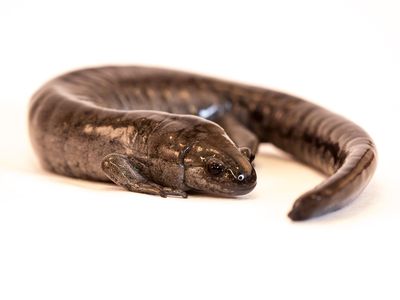 Smallmouth salamanders reproduce sexually, which may give them certain advantages.