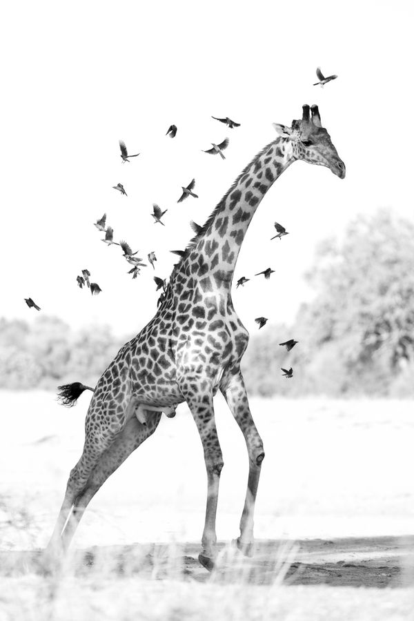 Giraffe and Oxpeckers thumbnail