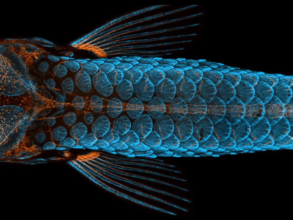 This image shows a zebrafish from above, photographed so that its scales and lymphatic system grow blue and orange against a black background.