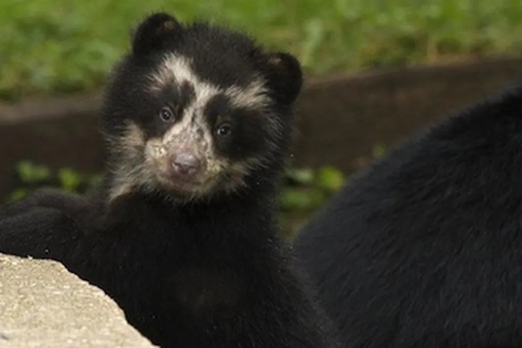 Andean cubs