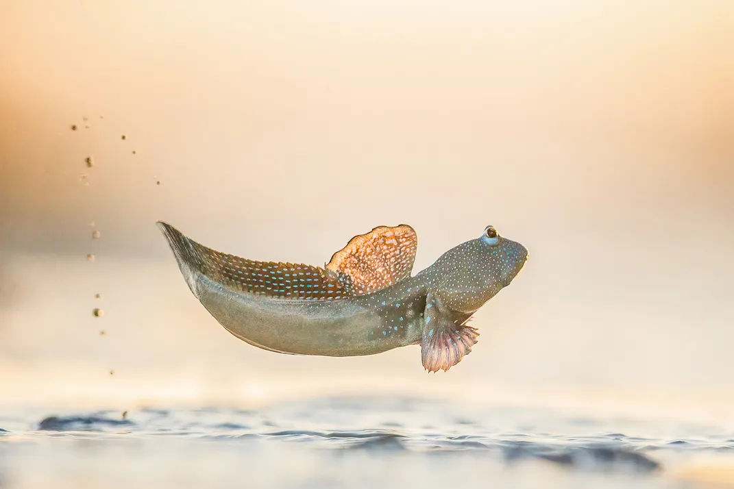 Mudskipper