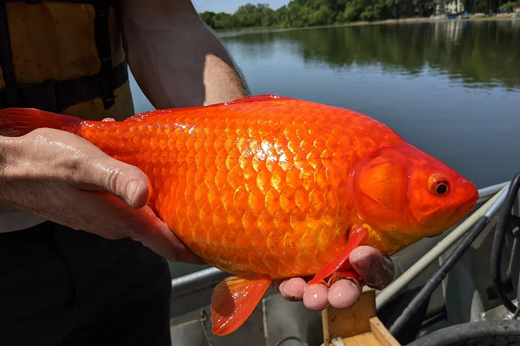 A giant, football-sized goldfish is held in a boat. A lake can be seen in the background.