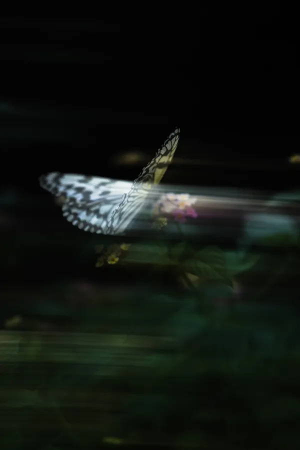 Large tree nymph thumbnail