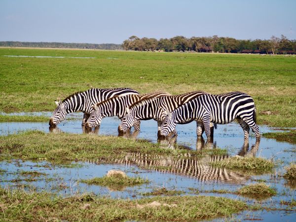Reflections on Zebras thumbnail