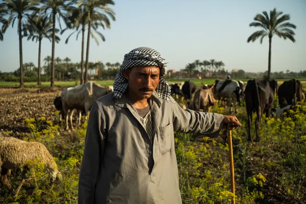 The shepherd thumbnail