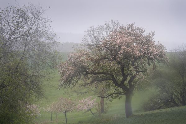 Spring Fogs in Germany thumbnail