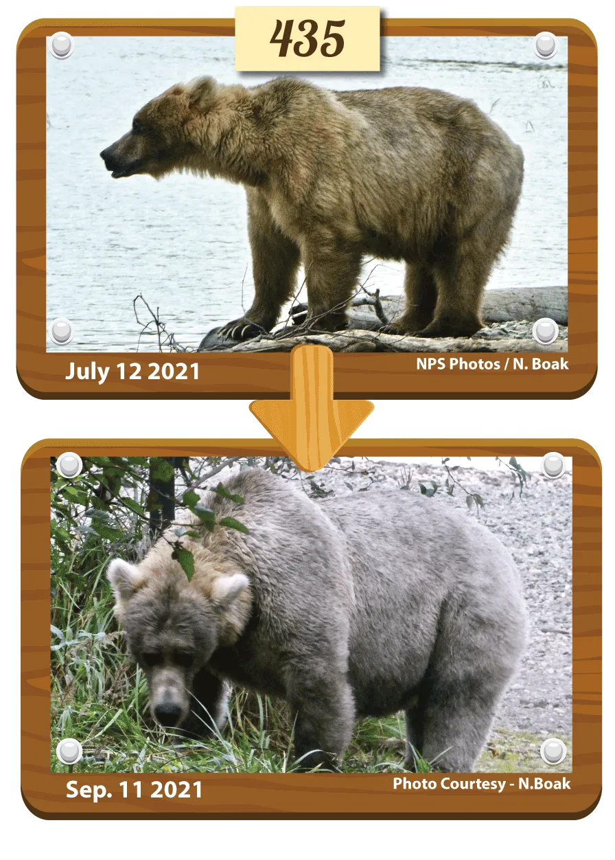 A composite before and after photo of bear 435 holly