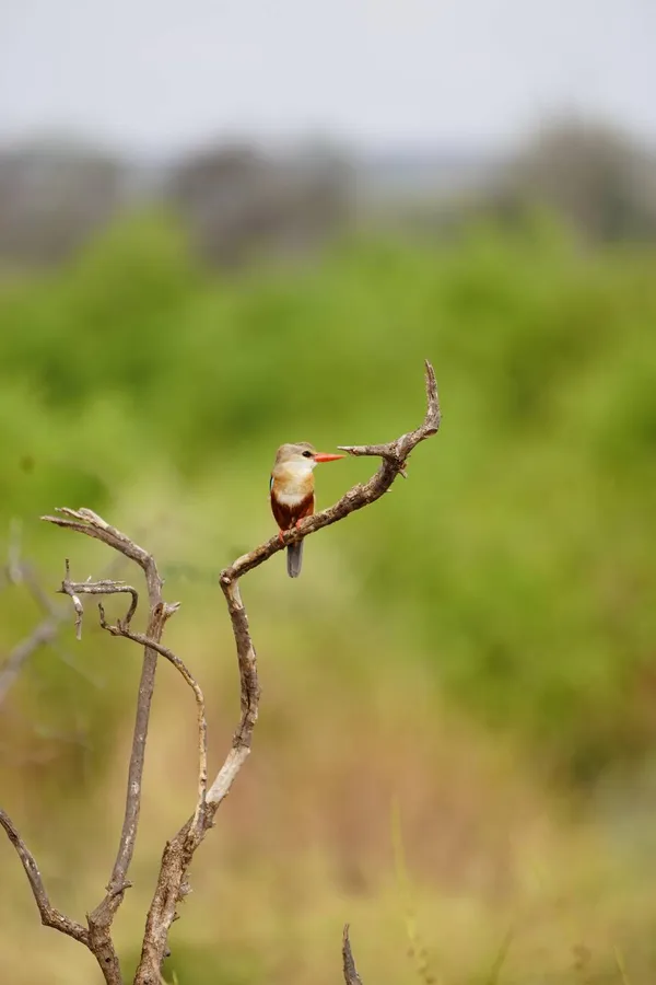 Sentinel on a Branch thumbnail
