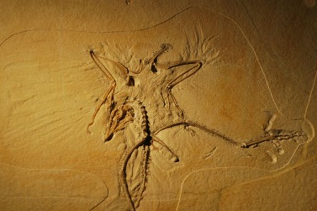 The Thermopolis specimen of Archaeopteryx at the Wyoming Dinosaur Center