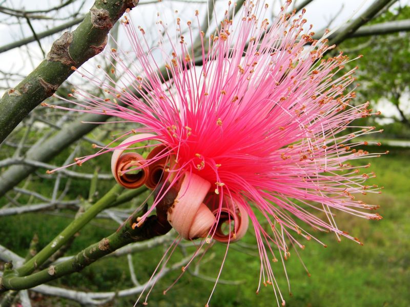 Pink Shaving Brush Tree Smithsonian Photo Contest Smithsonian Magazine