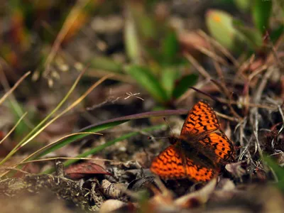 The wings of the Arctic fritillary butterfly have decreased in size since 1996.