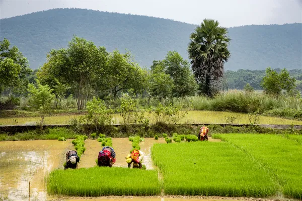 Fields of Labor thumbnail