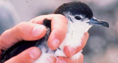 The Bryan's Shearwater