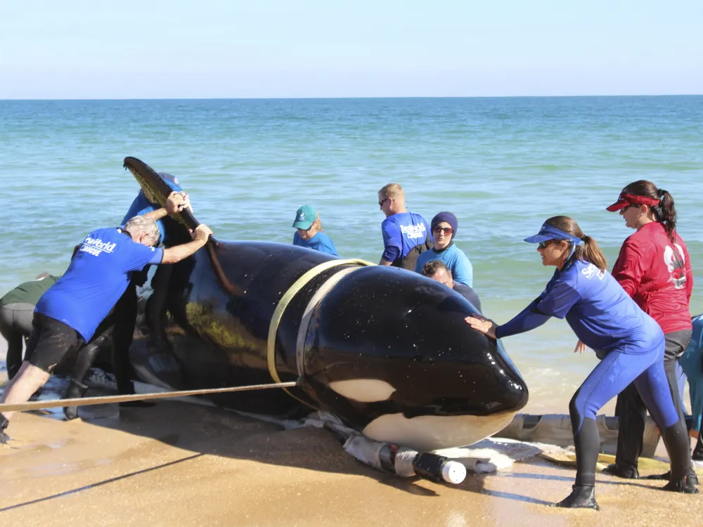 orca stranding in Palm Coast, Florida