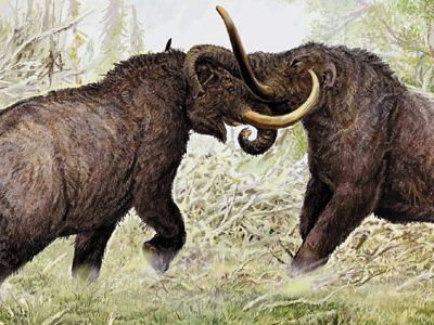 Columbian mammoths were larger than mastodons. Both once roamed North America.