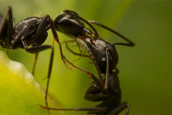 Ants sniffing one another out thumbnail