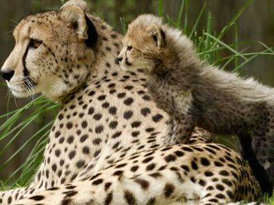 In April 2005, Zazi, one of the National Zoo’s female cheetahs, gave birth to six cubs.