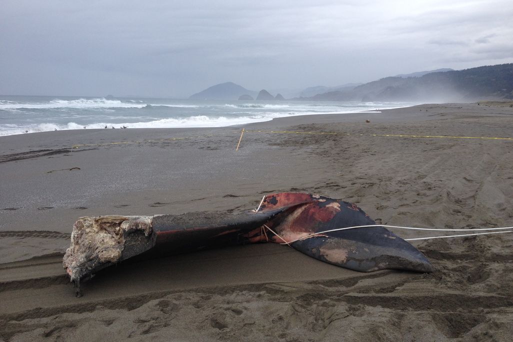 Whale of a Tail