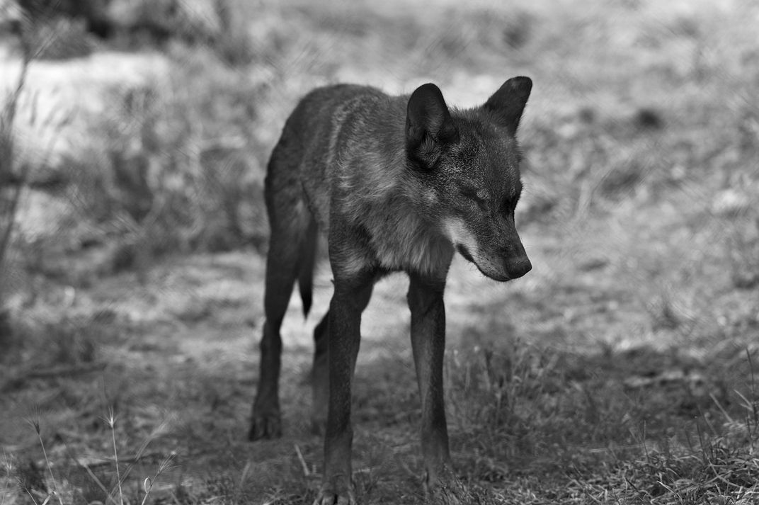 Blind Iberian wolf at Central System Nature Reserve. | Smithsonian ...