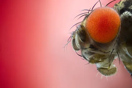 Itty-bitty insects have an outsized impact on human culture.